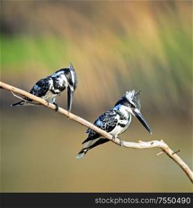 Two male of Pied Kingfisher (Ceryle rudis), sitting on a branch