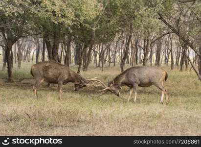 Two male sambhar deers fighting, Ranthambhore, Rajasthan, India