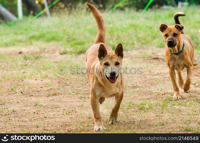 Two male Thai brown puppies are running on the lawn.