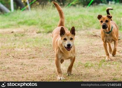 Two male Thai brown puppies are running on the lawn.