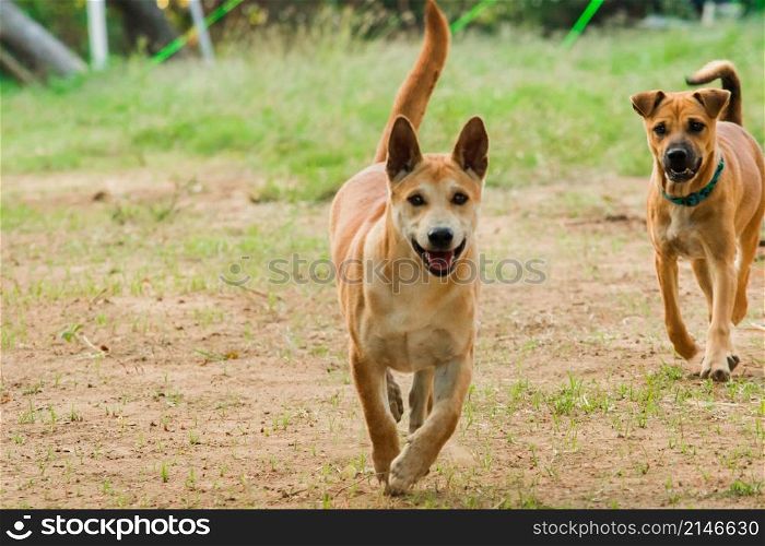Two male Thai brown puppies are running on the lawn.