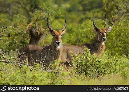 Two male waterbucks (Kobus ellipsiprymnus) in a forest, Motswari Game Reserve, South Africa