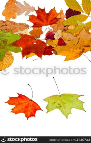 two maple and many autumn leaves isolated on white background