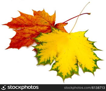 two maple leaf