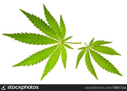 Two marijuana leaves isolated on white