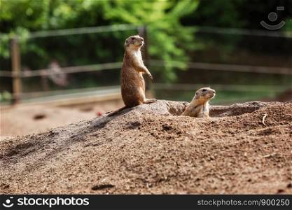 Two Marmota. Cute wild Gopher standing in green grass. Observing young ground squirrel stands guard in wild nature. Curious european suslik posing to photographer. little sousliks observing