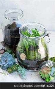 two mason glass jars with spring plants inside, indoor gardening concept. garden inside mason jar