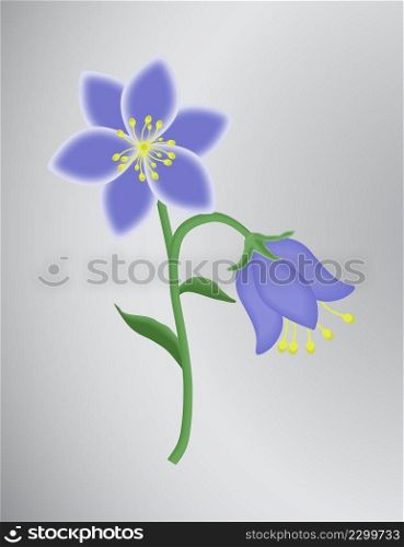 two meadow bell flowers on a gray background