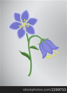 two meadow bell flowers on a gray background