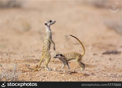 Two Meerkat in dry land in Kgalagadi transfrontier park, South Africa; specie Suricata suricatta family of Herpestidae. Meerkat in Kgalagadi transfrontier park, South Africa