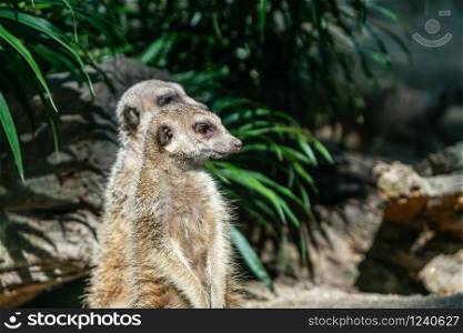 Two meerkat is standing. It is a skeptic animal. It must be observed.