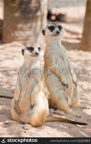 two Meerkat standing