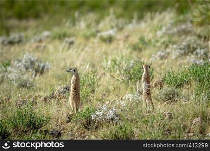 Two Meerkats on the look out in the grass in the Kalagadi Transfrontier Park, South Africa.