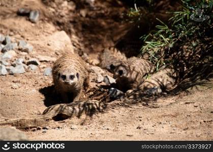 Two meerkats playing in the shadow on a great sunny day