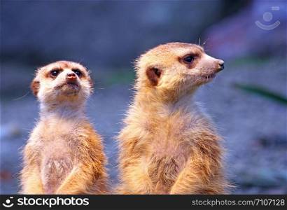 Two meerkats (suricata suricatta) watching over their family