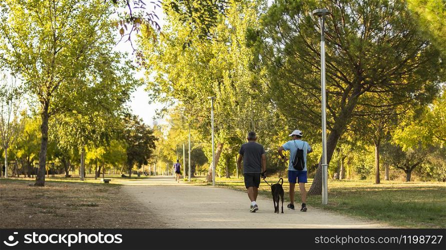 Two men and their dog do sports walking on the sidewalk of a sunny park at sunset