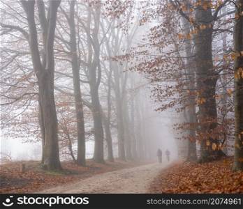 two men ride bicycle in beech forest on sand road in the netherlands near utrecht on foggy day in winter