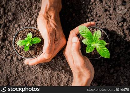 Two men&rsquo;s hands are about to plant seedlings in fertile soil.