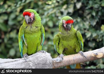 Two Military Macaws (Ara Militaris), large parrots, native to the forests of Mexico and South America