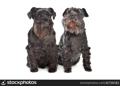 two miniature schnautzer dogs. two miniature schnautzer dogs in front of a white background