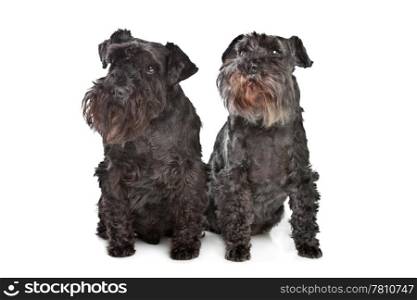 two miniature schnautzer dogs. two miniature schnautzer dogs in front of a white background