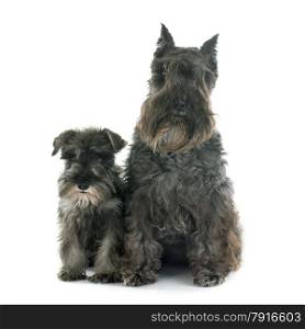 two Miniature Schnauzer in front of white background