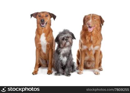 Two mix dogs and a Nova Scotia Duck Tolling Retriever. Two mixed breed dogs and a Nova Scotia Duck Tolling Retriever isolated on a white background