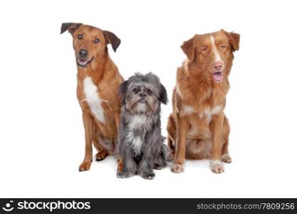 Two mix dogs and a Nova Scotia Duck Tolling Retriever. Two mixed breed dogs and a Nova Scotia Duck Tolling Retriever isolated on a white background