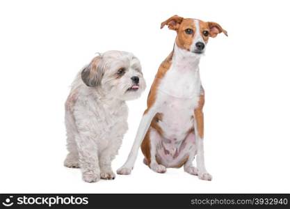 two mixed breed dogs in front of a white background. mix shih tzu and maltese and a mix podenco dog in front of a white background