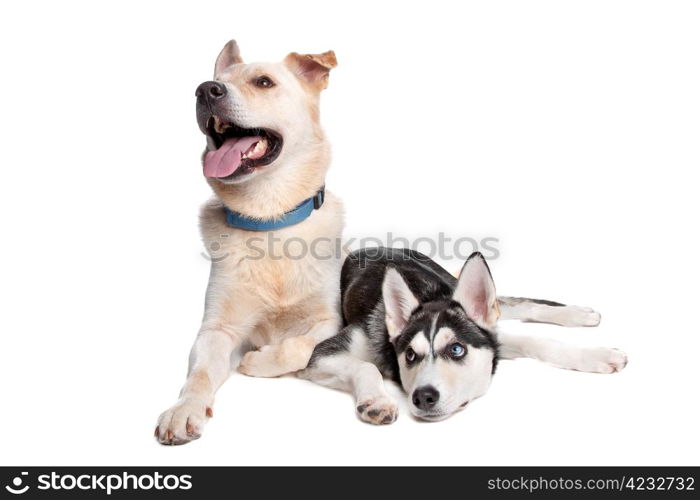 two mixed breed dogs. shepherd, golden retr and husky, american indian dog mix