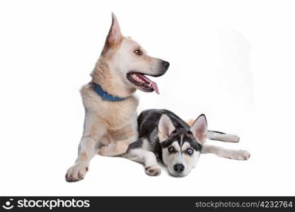 two mixed breed dogs. shepherd, golden retr and husky, american indian dog mix