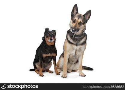 Two mixed breed dogs. Two mixed breed dogs in front of a white background