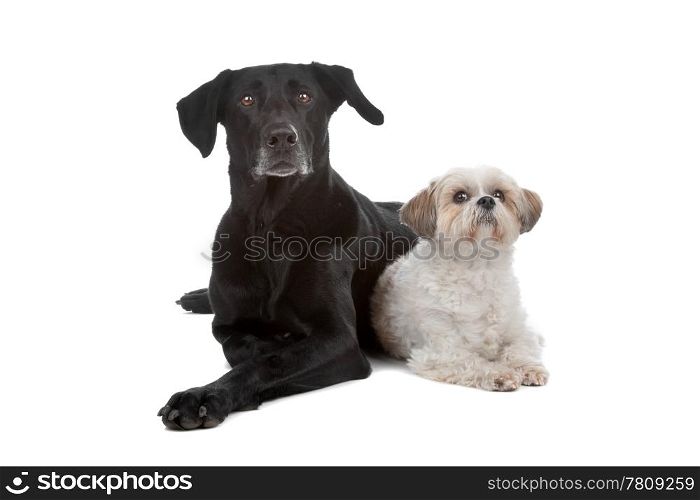 Two mixed breed dogs. Two mixed breed dogs isolated on a white background