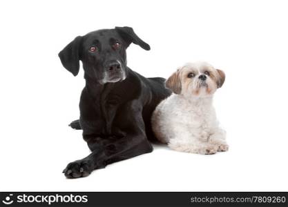 Two mixed breed dogs. Two mixed breed dogs isolated on a white background