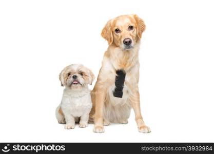Two mixed breed dogs. Two mixed breed dogs sitting in front of a white background