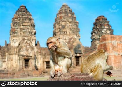 Two monkey in front of Prang Sam Yot, the Khmer temple in Lopburi