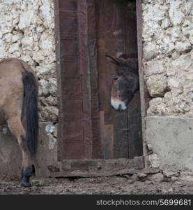Two mules standing in a stable, Paro Valley, Paro District, Bhutan