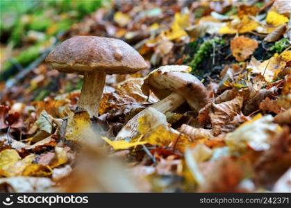 two mushrooms grow, mushrooms in the grass in autumn. mushrooms in the grass in autumn, two mushrooms grow