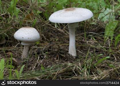 Two Mushrooms under tree cover in green grass