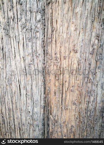 Two natural color tones on a tree. Bole of a hundred-year-old tree texture (in China).