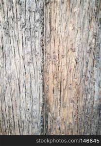 Two natural color tones on a tree. Bole of a hundred-year-old tree texture (in China).