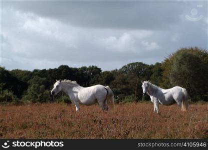 Two New Forest ponies in the park