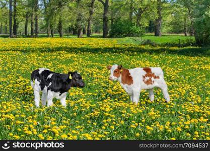Two newborn calves standing in colorful pasture with blooming yellow dandelions