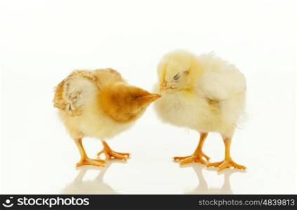 Two newborn chickens against white background