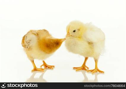 Two newborn chickens against white background