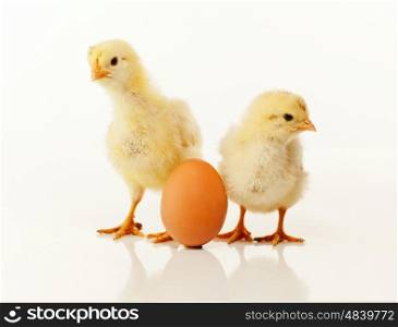 Two newborn chickens with egg against light background