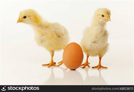 Two newborn chickens with egg against light background