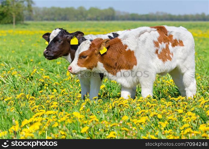 Two newborn twin calves standing together in blooming dutch pasture with dandelions