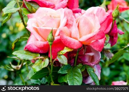 Two nice pink roses in the garden