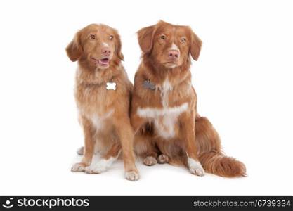 two Nova Scotia Duck Tolling Retriever dogs. two Nova Scotia Duck Tolling Retriever dogs in front of a white background
